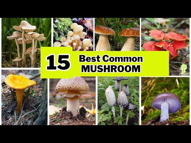 15 Best Mushroom Type with Identification| Mushroom Varieties | Swaroopa Diaries