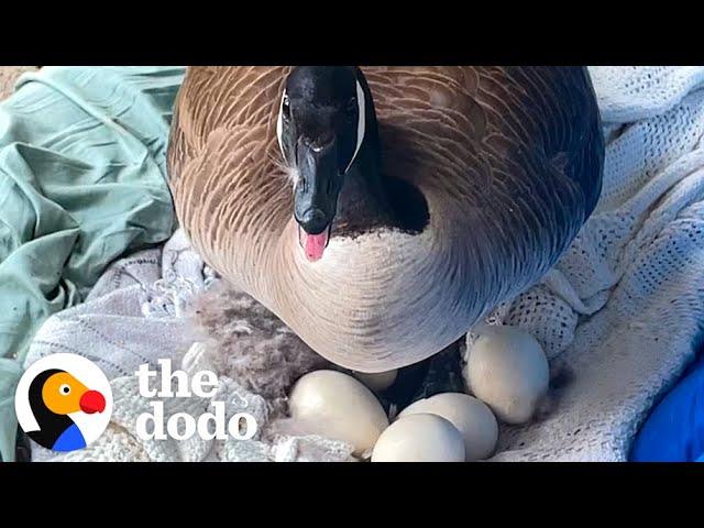 Mama Goose Decides To Lay Eggs On Woman's Porch | The Dodo