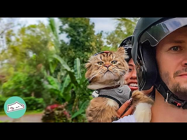 Cat Won’t Leave Couple Alone, So He Got A Helmet And Goes For Rides! | Cuddle Buddies