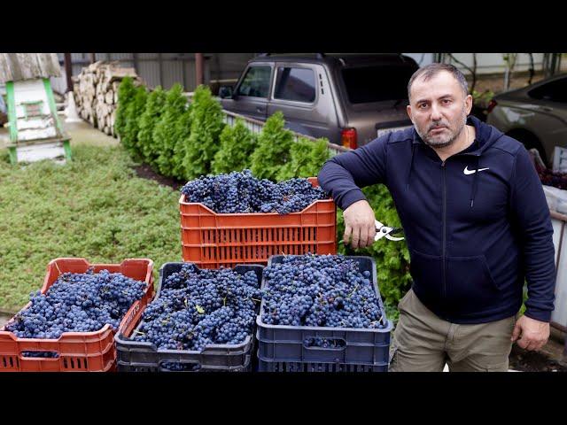 HOMEMADE WINE from HOME-GROWN GRAPES