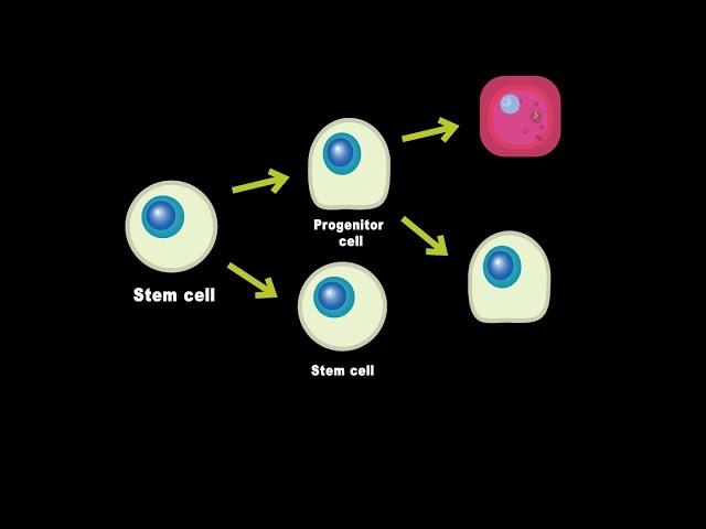Stem Cells vs  Progenitor cells (What's the Difference)?