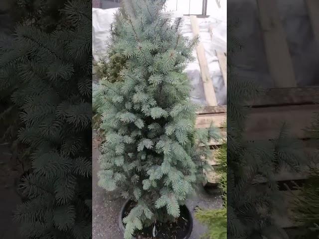 Видео с ул. Верхней 17! Достаём растения после зимнего хранения! Перезимовали отлично!