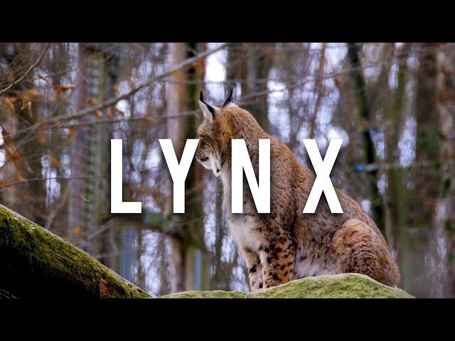 Lynx / sounds of a lynx / what sounds does a lynx make / the wild life of big cats