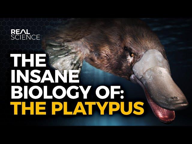 The Insane Biology of: The Platypus