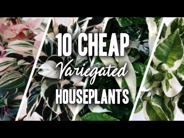 10 AFFORDABLE VARIEGATED HOUSEPLANTS! | Variegation on a Budget!