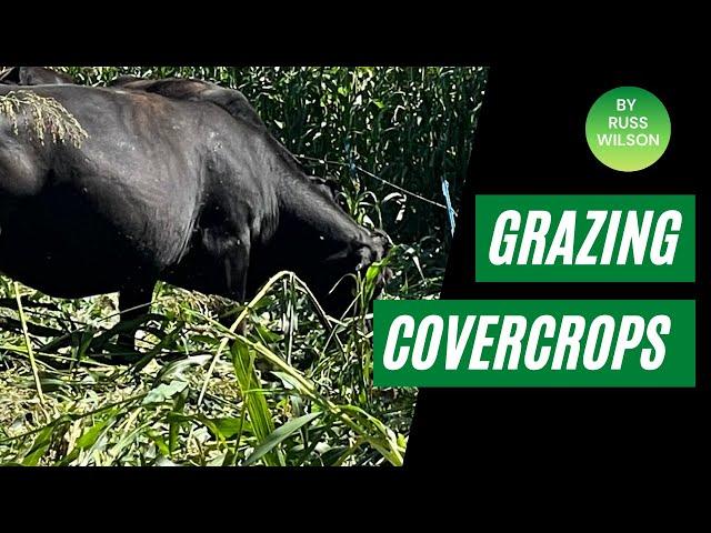 Grazing High tonnage Cover-crops