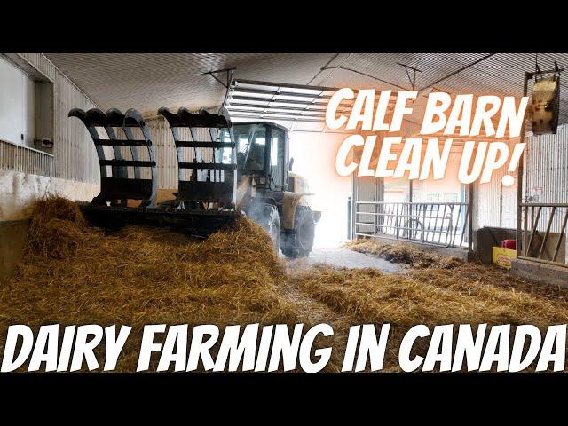 Cleaning Calf Barn and Herd Health