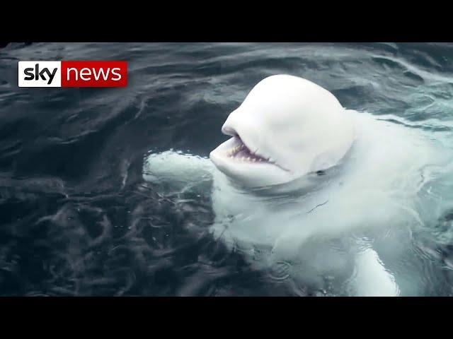 Beluga whale pair enjoy new freedom in Iceland