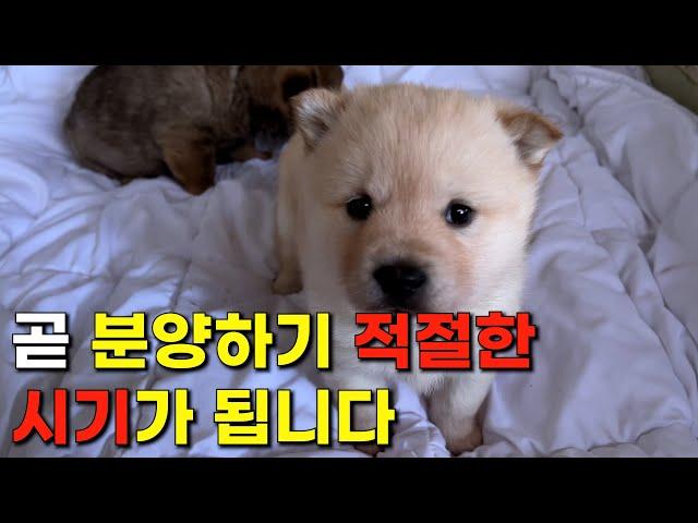 2마리의 강아지가 곧 분양 적정 시기가 됩니다. | 진돗개 황구, 백구 강아지 | 황대호 & 탄순이의 자견 강아지