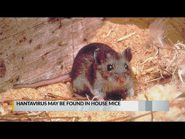 UNM research shows hantavirus may be more common than thought, hope for cure