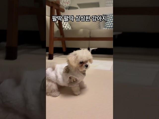 싱싱한 강아지 #강아지 #말티푸 #멍미르 #강아지훈련 #돌아훈련 #short #shorts #shortvideo