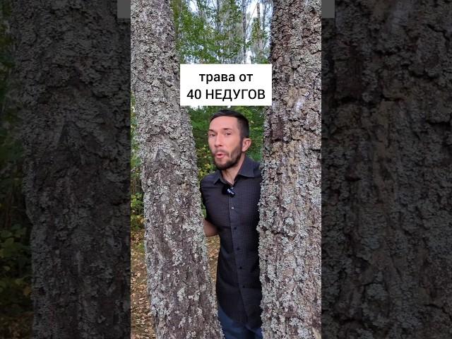 Угадай траву от 40 недугов #травы #лекарственныерастения #травник #дикоросы