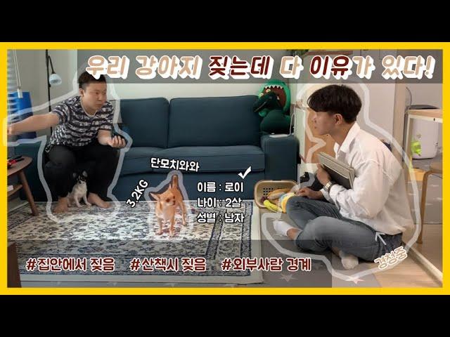[SOON] 외부 소리, 외부인, 산책시 짖음이 있는 강아지 교육하는 법!