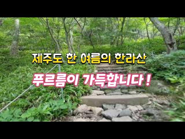 멋진풍경 최고의풍경 신비한풍경 화려한풍경 멋진제주도여행 여름등산 한라산나무 멋진추억 멋진데크길 여름한라산 등산고생 옛날추억