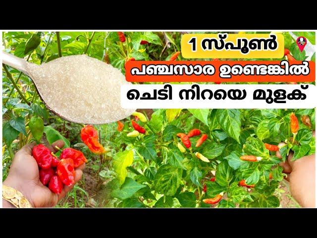 വീട്ടിൽ മുളക് കൃഷി ചെയ്യുന്ന വിധം | How to grow and cultivate chilli at home Red chilli Green chilli