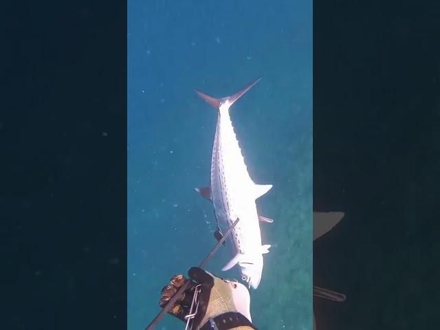 #fishing #seafishing #excitingsport