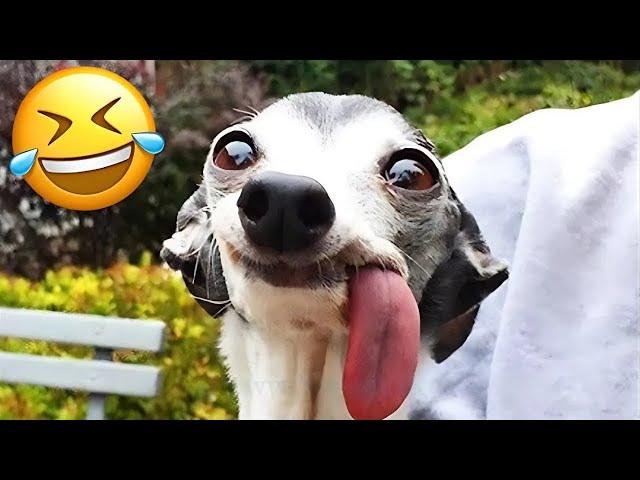 Best Animal Videos 2024  - Funniest Dogs  And Cats  Moments