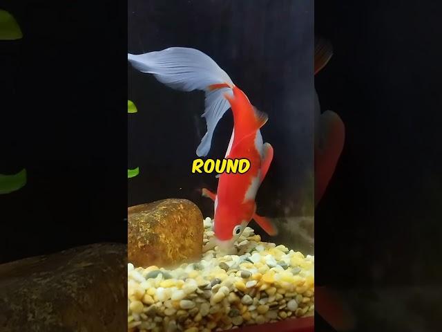 The Beauty of the Comet Goldfish