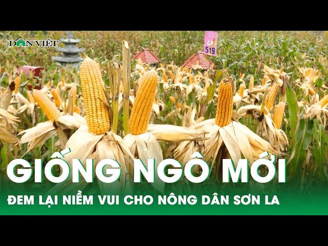 Giống ngô mới mang lại niềm vui cho nông dân vùng cao Sơn La | Báo Dân Việt