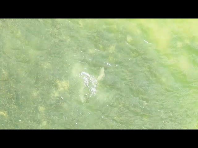 Dunedin Causeway watch shark eat prey 8/16/24 5:30pm