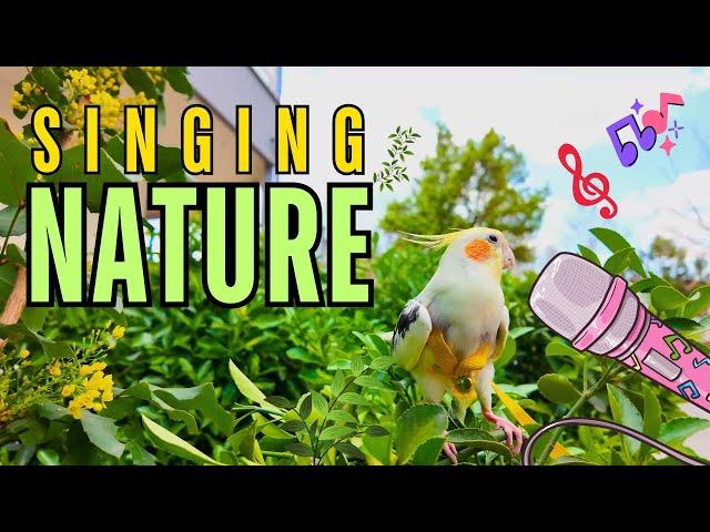 Parrot & Cockatiel singing in Nature| Papagaio e calopsita cantando na natureza #cockatiel