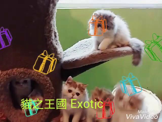 貓之王國
