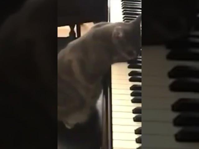 pianist cat