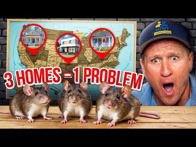 3 Homes ONE HUGE RAT Problem