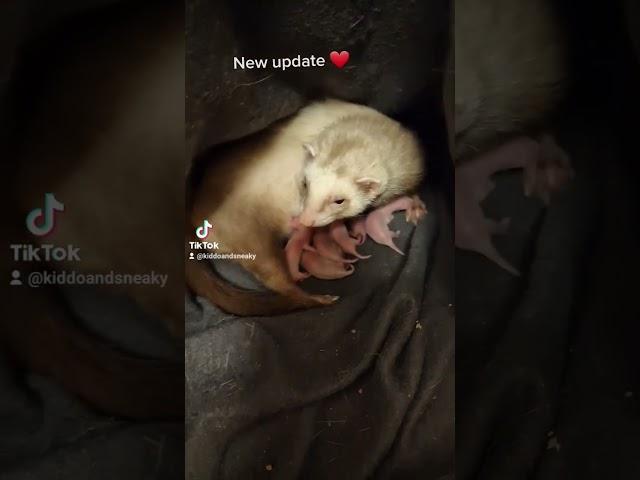 we just got new family from sneaky ️#love#sneaky #ferret#youtubeshort ##birth #kits