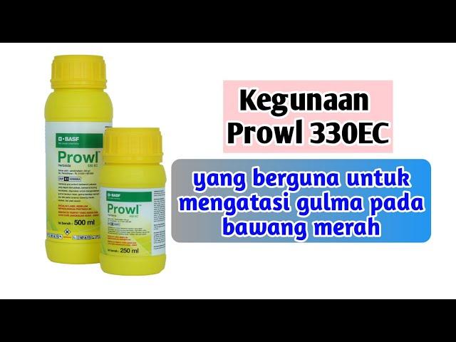 kegunaan herbisida prowl 330Ec || cara mengatasi gulma pada bawang merah