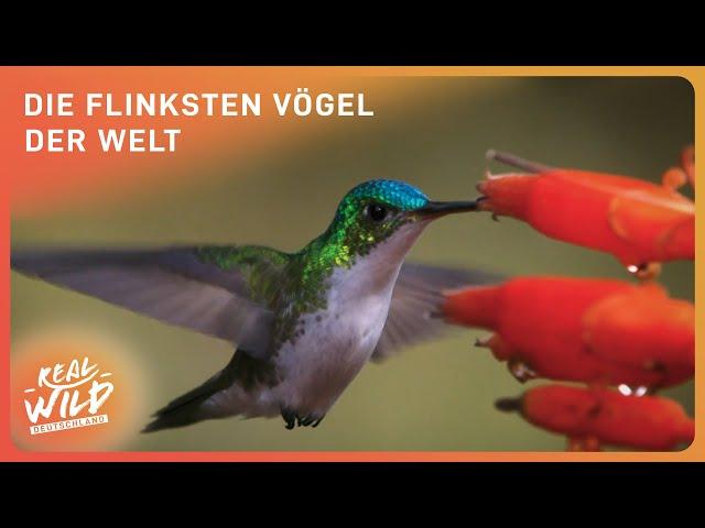 Kolibris: Die größten Flugkünstler | Doku | Real Wild Deutschland