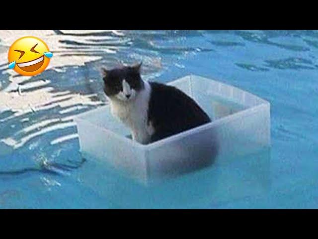 When the startled dog and cat fell into the water  New Funny Animals 
