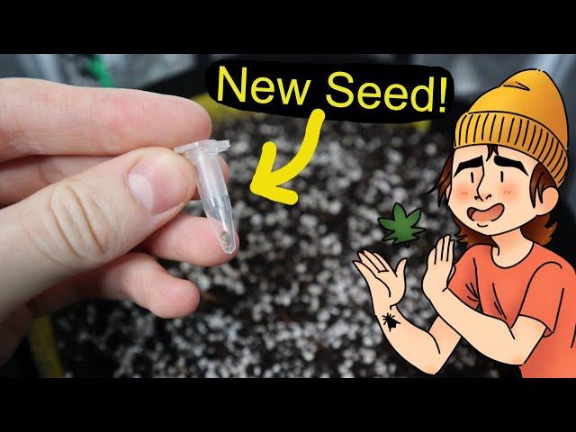 Growing Autoflowers | Ep. 4 (A New Hope)