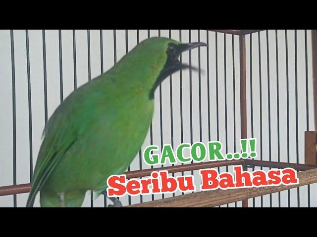 cucak ijo big gacor menyala