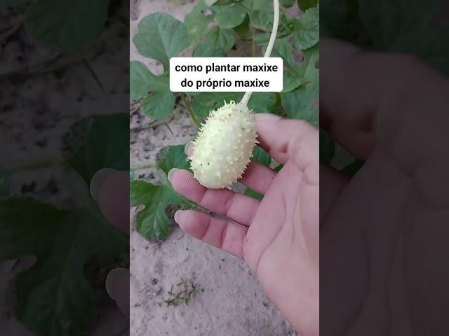 como plantar maxixe do próprio maxixe