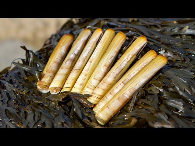 Coastal foraging. Hunting for Razor Clams on the beautiful Cornish Coastline. Catch and cook