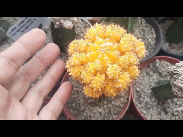 How is it mother nature can grow these ( Moon Cactus ) plants without grafting?