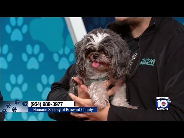 Meet a pet up for adoption at the Humane Society of Broward County