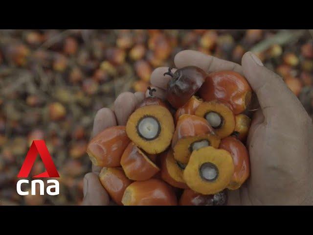 Indonesia bans palm oil exports