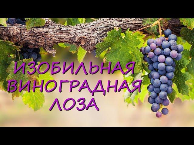 Христианские песни | Изобильная виноградная лоза