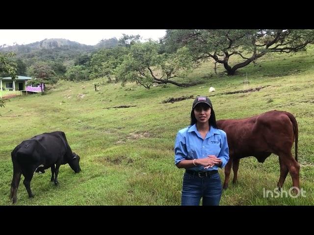 Sistema de producción Semi- intensivo, ganado bovino