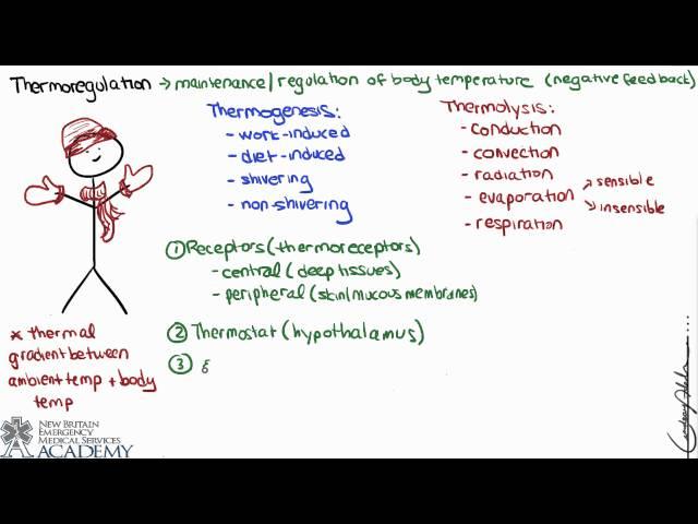 Thermoregulation