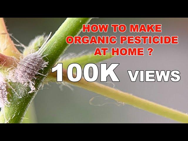 How To Make Organic Pesticide At Your HOME - DIY