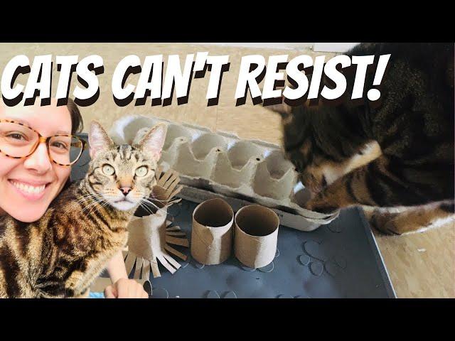 DIY toilet paper roll cat toys you wish you thought of sooner