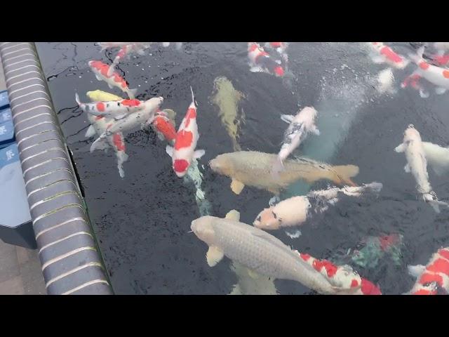 Absolute Koi Main Pond