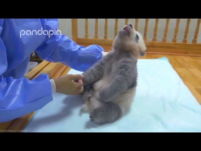 Baby JiXiao feel so happy after drinking milk |Panda HappyLand