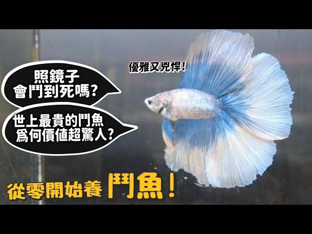 【從零開始養】鬥魚!照鏡子會鬥到死嗎?世界上最貴的鬥魚為何價值驚人?【許伯簡芝】