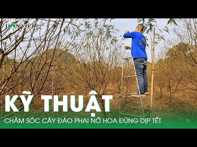 Kỹ thuật chăm sóc cây đào phai nở hoa đúng dịp Tết Nguyên Đán | Báo Dân Việt