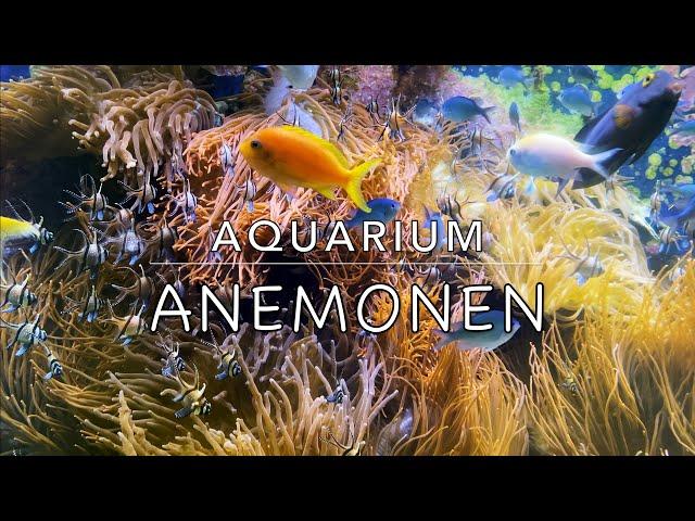 Das Anemonen Aquarium 🪸 Nemos Clownfische Kauderni Schwarm Meerwasser Vielfalt Korallen