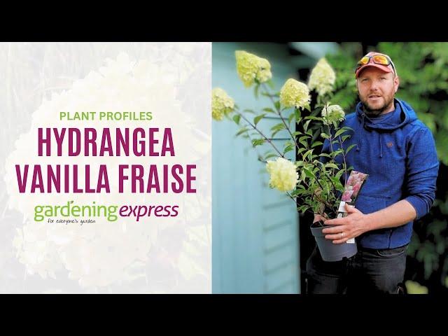 Plant Profile - Hydrangea Vanilla Fraise